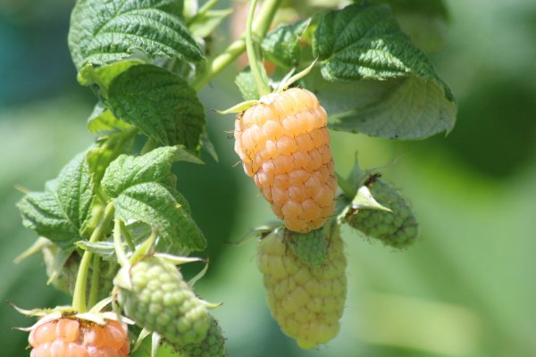 MALINA STÁLEPLODÍCÍ - RUBUS IDAEUS GOLDEN EVEREST