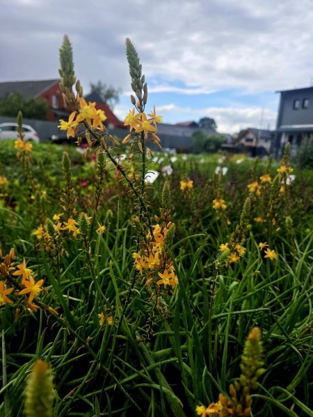 BULBINA KEŘOVITÁ – BULBINE FRUTESCENS