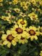 COREOPSIS GRANDIFLORA UPTICK YELLOW & RED