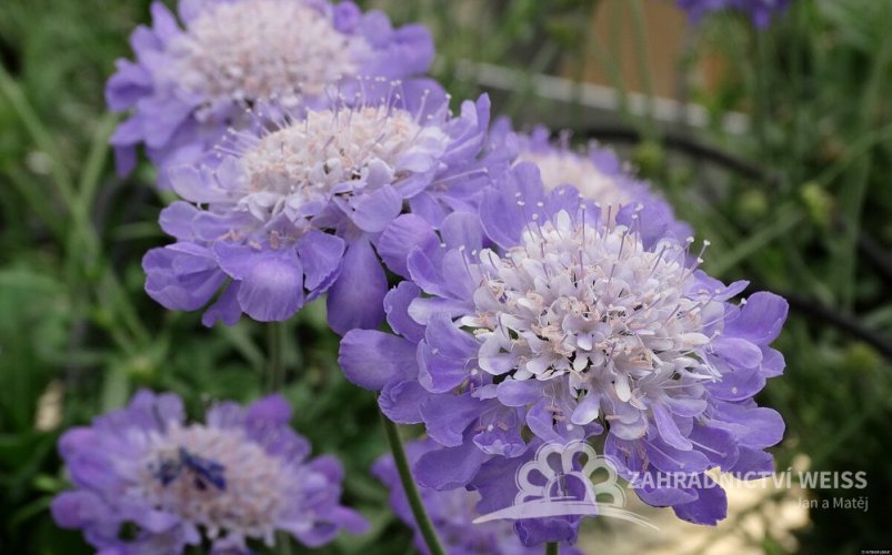 HLAVÁČ - SCABIOSA MARIPOSA BLUE