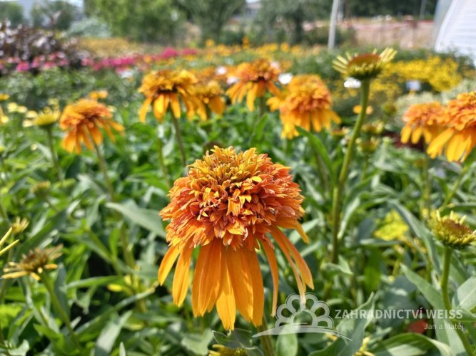 ECHINACEA PURP. MARMALADE