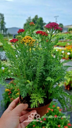 ACHILLEA MILLEFOLIUM MILLY ROCK ® MIXMASTERS  DANCE