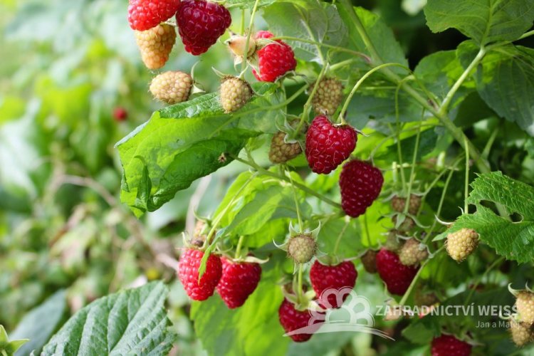 MALINA JEDNOU PLODÍCÍ -  RUBUS IDAEUS WILLAMETTE