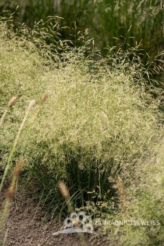METLICE TRSNATÁ - DESCHAMPSIA CAESPITOSA PALAVA