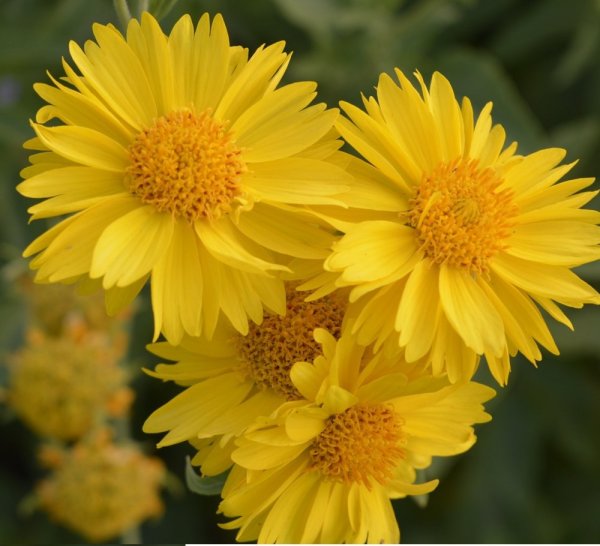 KOKARDA - GAILLARDIA ARISTATA MESA YELLOW