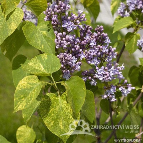 ŠEŘÍK OBECNÝ - SYRINGA VULGARIS AUCUBAEFOLIA