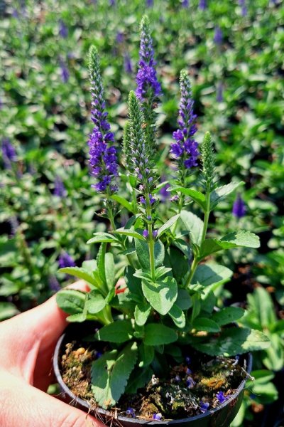 ROZRAZIL KLASNATÝ - VERONICA SPICATA ANNIVERSARY BLUE