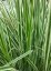 CALAMAGROSTIS OVERDAM - TŘTINA OSTROKVĚTÁ