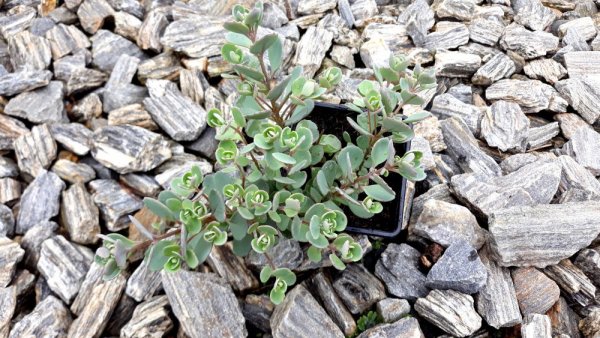 SEDUM CAUTICOLUM LIDAKENSE
