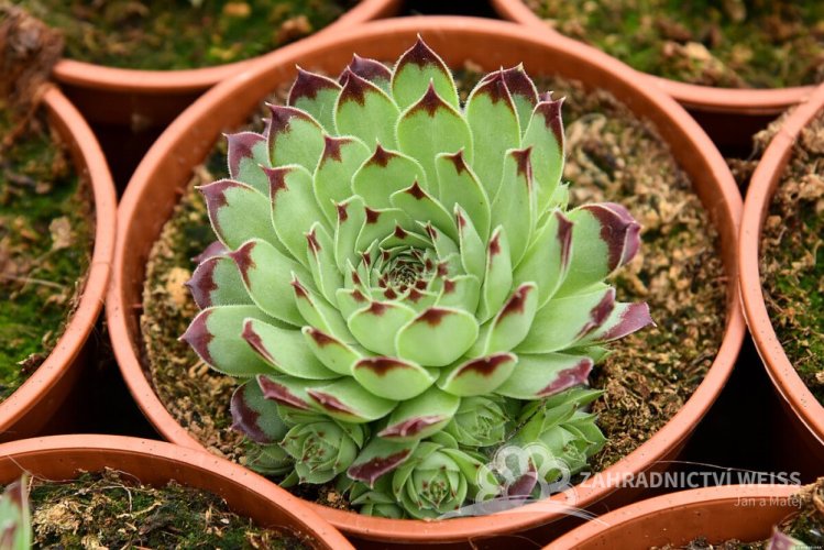 NETŘESK –SEMPERVIVUM TAURUS