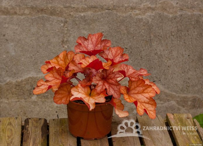 HEUCHERA PAPRIKA