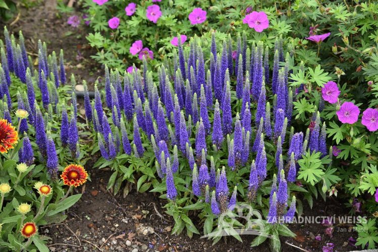 VERONICA SPICATA ROYAL CANDLES :: Rodinné zahradnictví v Oticích