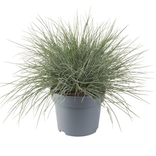 FESTUCA VALESIACA GLAUCANTHA