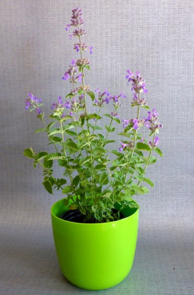 ŠANTA KOČIČÍ - NEPETA FAASSENII PURSIAN BLUE