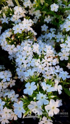 PHLOX PANICULATA EARLY WHITE ®