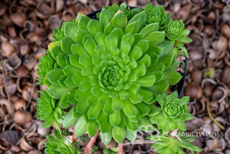 NETŘESK – SEMPERVIVUMHYBRIDUM AQUARIUS