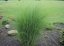 OZDOBNICE ČÍNSKÁ - MISCANTHUS SINENSIS GRACILLIMUS
