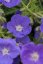 KAKOST - GERANIUM HYBRIDA ORION