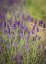 LEVANDULE PROSTŘEDNÁ - LAVANDULA PHENOMENAL
