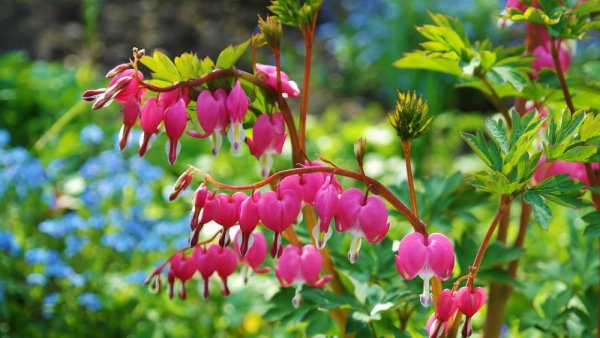 SRDCOVKA NÁDHERNÁ - "DICENTRA SPECTABILIS"