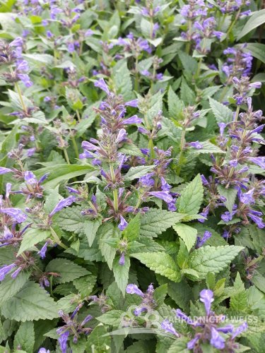ŠANTA KUBÁNSKÁ - NEPETA KUBANICA