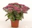 SEDUM TELEPHIUM THUNDERHEAD