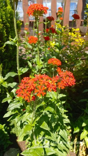 KOHOUTEK PLAMENY – LYCHNIS CHALCEDONICA SCARLET
