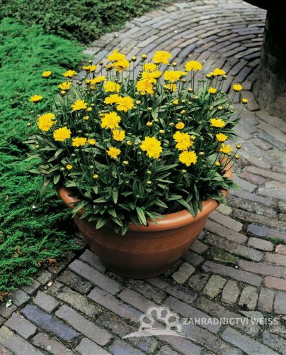 KRASNOOČKO - COREOPSIS EARLY SUNRISE