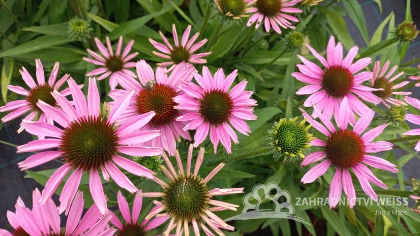 ECHINACEA FOUNTAIN LIGHT PURPLE