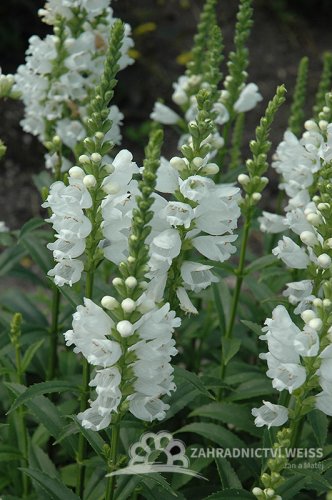 ŘETĚZOVKA BÍLÁ - PHYSOSTEGIA VIRGINIANA CRYSTAL PEAK WHITE