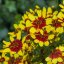 KRASNOOČKO - COREOPSIS VERTICILLATA FIREFLY
