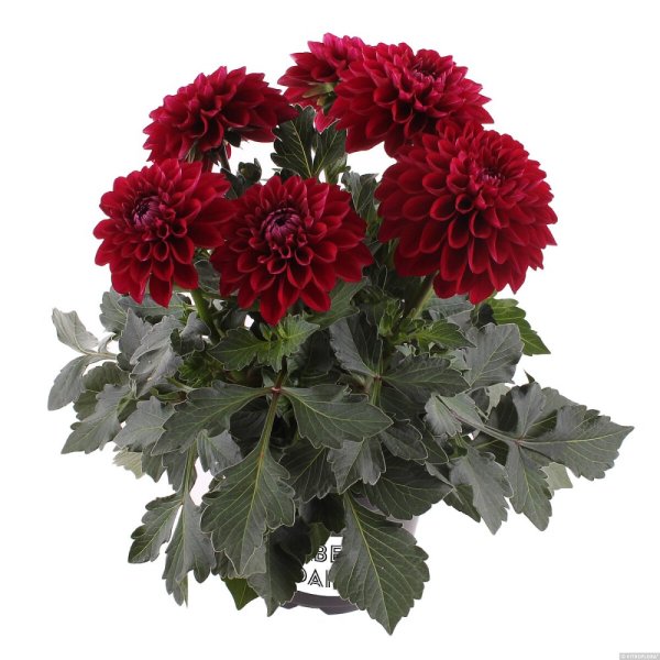 JIŘINA - DALINA MEDIO DARK RED