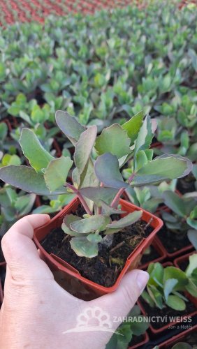 SEDUM TELEPHIUM CLOUD WALKER