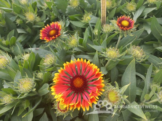 KOKARDA – GAILLARDIA AR. SPINTOP MARIACHI COPPER SUN