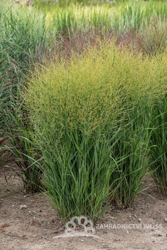 PROSO PRUTNATÉ - PANICUM VIRGATUM BUFFALO GREEN