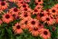 ECHINACEA SUNMAGIC VINTAGE ORANGE