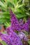 MOTÝLÍ KEŘ - BUDDLEJA DAVIDII BUTTERFLY CANDY LITTLE PURPLE