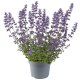 ŠANTA KOČIČÍ - NEPETA FAASSENII WALKER´S LOW