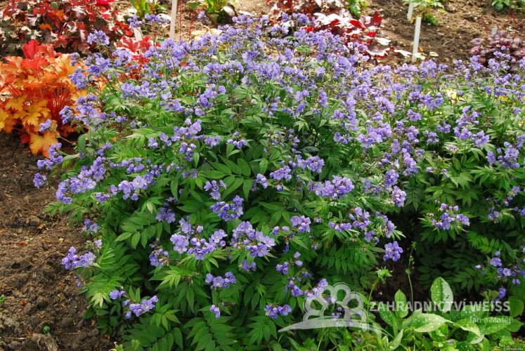 JIRNICE - POLEMONIUM HEAVEN SCENT