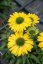 ECHINACEA HYBR. YELLOW PEARL