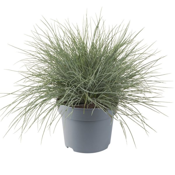 FESTUCA VALESIACA GLAUCANTHA