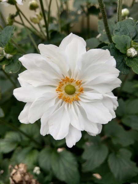SASANKA - ANEMONE HYB. SUMMER WHIRLWIND