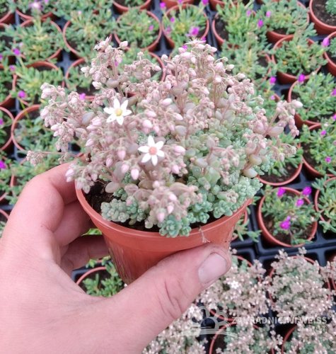 SEDUM DASYPHYLLUM - ROZCHODNÍK NÍZKÝ ŠEDÝ