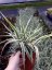 ARUNDO DONAX „ELY“