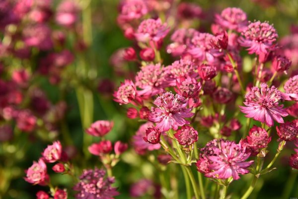 JARMANKA VĚTŠÍ - ASTRANTIA MAJOR CERISE BUTTON