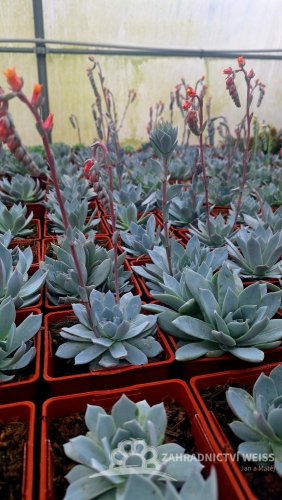 ECHEVERIA