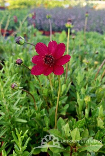 KOSMOS - COSMOS ATROSANGUINEUS CHERRY CHOCOLATE
