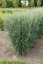 PROSO PRUTNATÉ - PANICUM VIRGATUM PRAIRIE SKY