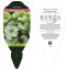 POMĚNKOVEC VELKOLISTÝ – BRUNNERA MACROPHYLLA ALEXANDER´S GREAT