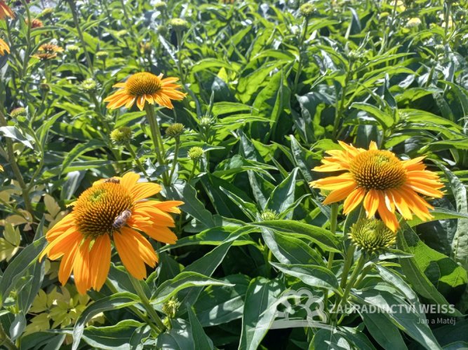 ECHINACEA PURP. HONEY SKIPPER